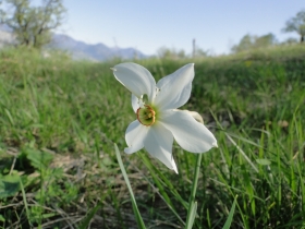 2011-04-10 Garda-Campo 020