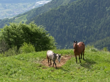 52 2008-06-01 nistabol di pescarzo (52)