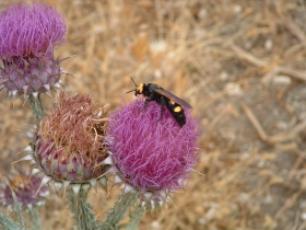 Siracusa giu 2005