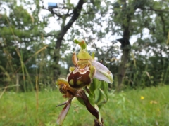 Ophrys apifera