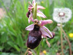 Ophrys benacensis