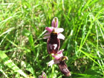 2009-05-03 orchidee 041