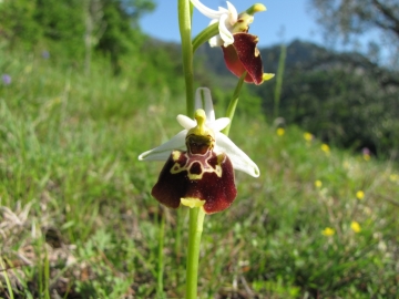 2009-05-03 orchidee 006