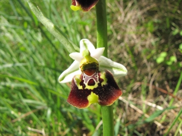 2009-05-03 orchidee 021