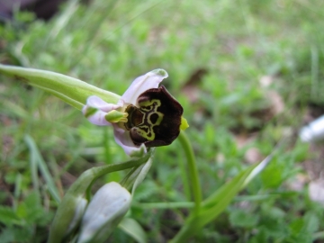 2009-05-03 orchidee 170