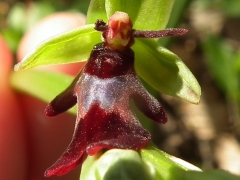 Ophrys insectifera