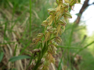 2011-04-22 marcheno orchidee 027