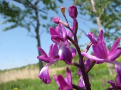 Orchis laxiflora