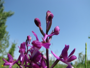 2009-05-03 orchidee 052
