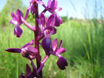 2009-05-03 orchidee 055