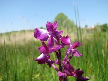 2009-05-03 orchidee 063