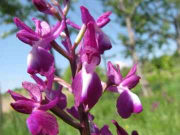 2009-05-03 orchidee 073