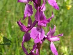 Orchis mascula