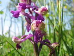 Orchis morio