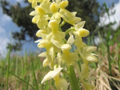 Orchis pallens