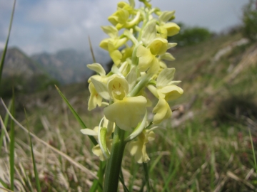 2009-05-10 cima tignalga (142)