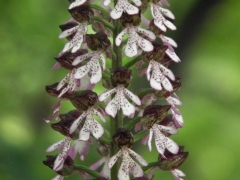 Orchis purpurea