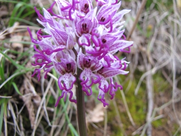 2009-04-19 corno nero vesio 255