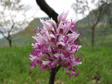 2009-04-19 corno nero vesio 258