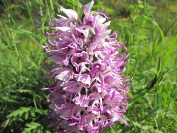 2009-05-03 orchidee 014