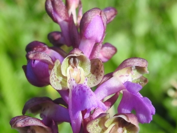 2018-06-09 Orchis spitzelii Brenta (11)