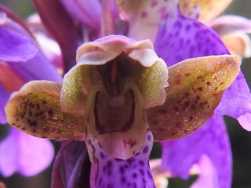 2018-06-09 Orchis spitzelii Brenta (15)