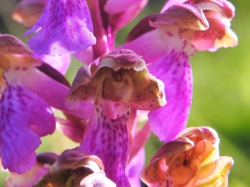 2018-06-09 Orchis spitzelii Brenta (2)