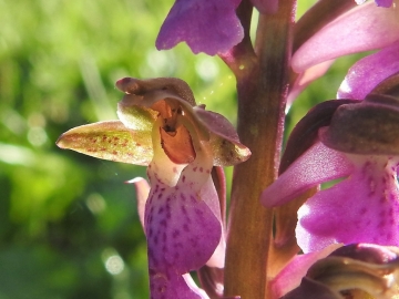 2018-06-09 Orchis spitzelii Brenta (21)