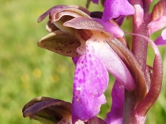 Orchis spitzelii