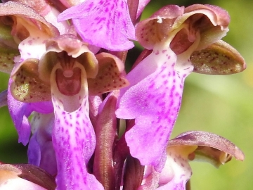 2018-06-09 Orchis spitzelii Brenta (27)