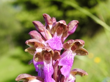 2018-06-09 Orchis spitzelii Brenta (28)