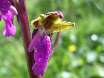 2018-06-09 Orchis spitzelii Brenta (33)