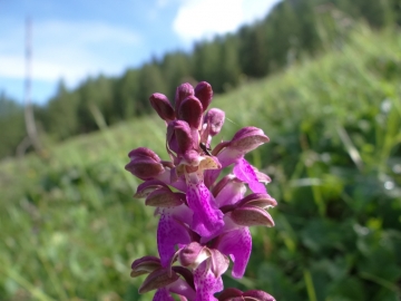 2018-06-09 Orchis spitzelii Brenta (36)
