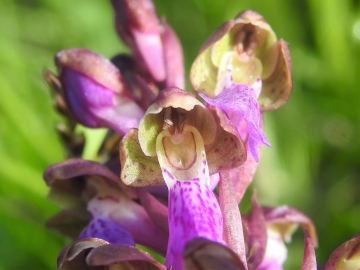 2018-06-09 Orchis spitzelii Brenta (4)