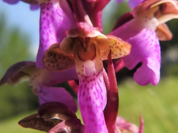 2018-06-09 Orchis spitzelii Brenta (6)