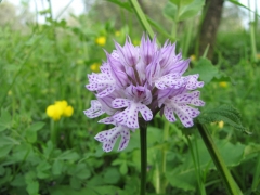 Orchis tridentata