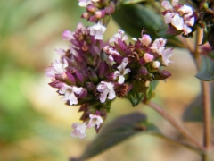 Origanum vulgare