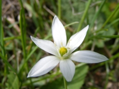 Ornithogalum angustifolium