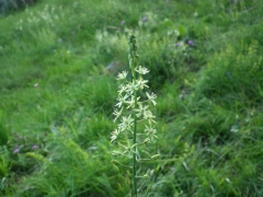 Ornithogalum pyrenaicum