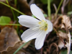 Oxalis acetosella