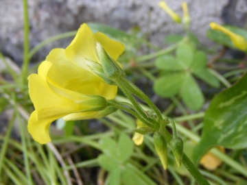 2009-04-25.26 oxalis pes-caprae (2)