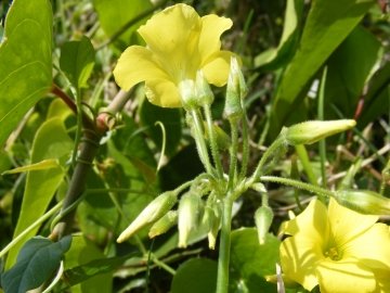 2009-04-25.26 oxalis pes-caprae