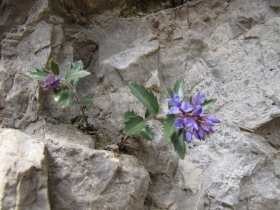 2009-05-10 cima tignalga (161)