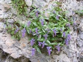 2009-06-07 Monte Caplone 108