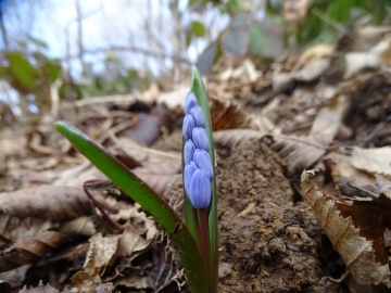 2025-03-02-monte-Palosso-da-Carcina-28
