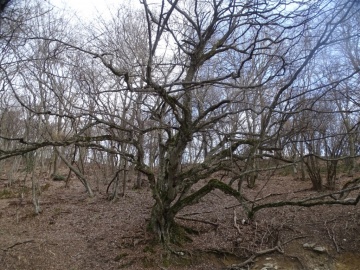 2025-03-02-monte-Palosso-da-Carcina-30