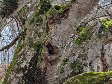 2025-03-02-monte-Palosso-da-Carcina-30a-2