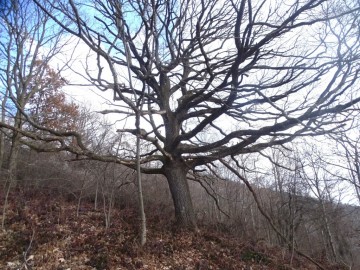 2025-03-02-monte-Palosso-da-Carcina-37