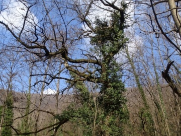 2025-03-02-monte-Palosso-da-Carcina-52