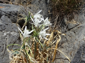 2018-Creta Pancratium maritimum (10)